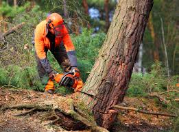 Best Tree Removal  in Roberta, GA